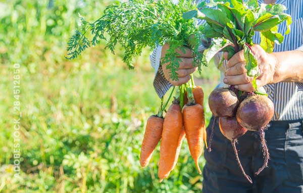 Mit diesen 5 Schritten bringst du dein eigenes Gemüse an den Start