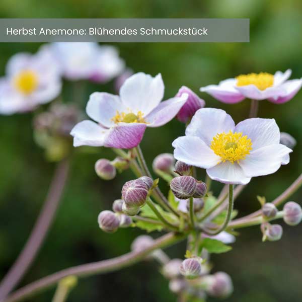 Herbst-anemone