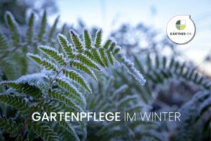 Gartenpflege im Januar