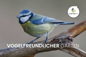 Vogelfreundlicher Garten im Februar