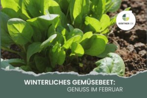 Wintergemüse im Februar