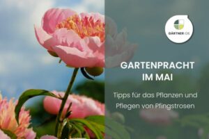 Tipps zu Pfingstrosen